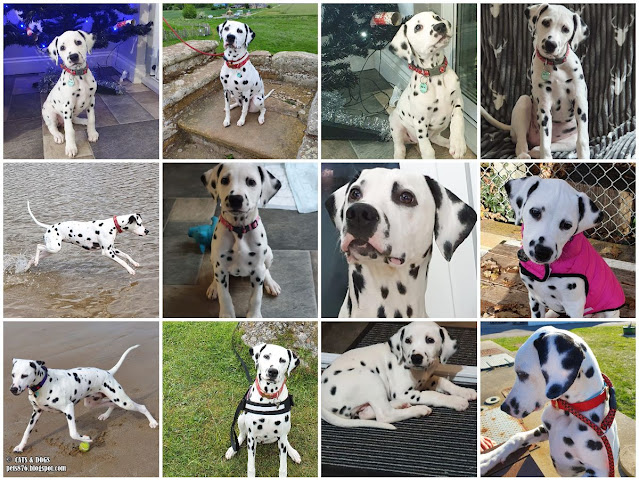 dalmatian dog