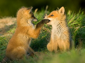 Funny animals of the week - 21 February 2014 (40 pics), baby fox bites other baby fox paw