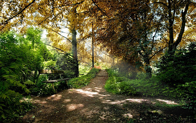 Paisajes Naturales - Nature Landscapes - the-bench-from-the-forest