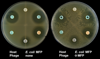 Herbal Antibiotics on Antibiotics And Viruses  A Natural Alliance