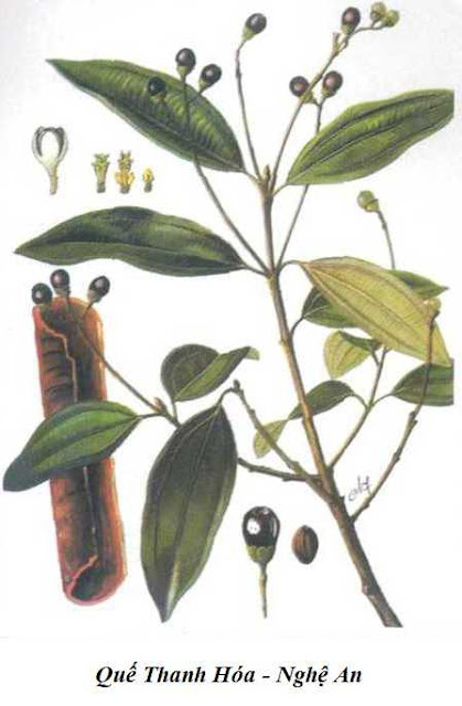 Quế Thanh Hóa, Nghệ An - Cinnamomum loureirii - Nguyên liệu làm Thuốc Bổ, Thuốc Bồi Dưỡng