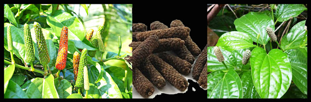 Ayurvedic Herbs Of Nepal , PIPER LONGUM, पिपला PIPALA