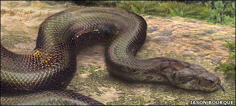 [The+largest+snake+titanoboa+01.jpg]