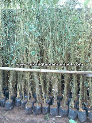 Jual bambu klisik tanaman pagar hidup TUKANG TAMAN