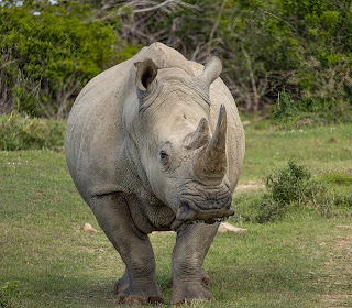 Rhinoceros Conservation Efforts