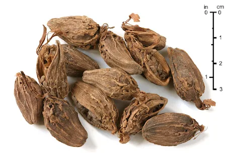 Some Useful Plants And Their Uses: Black cardamom