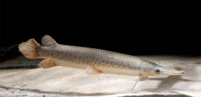 Shortnose Gar (lepisosteus platostomus)