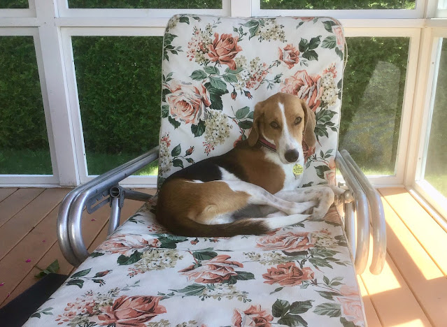 Romance writer Jen Gilroy's dog, Floppy Ears, for an interview about her book A Wish in Irish Falls. The Writer's Pet