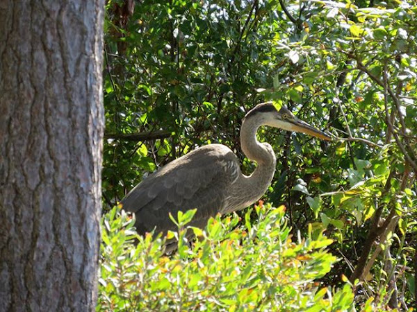 A heron standing in the woods