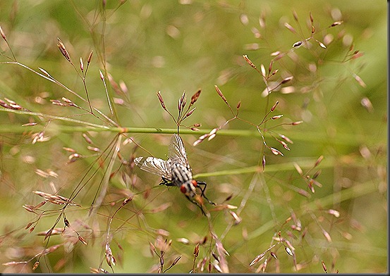 aamuisia kuvia 006