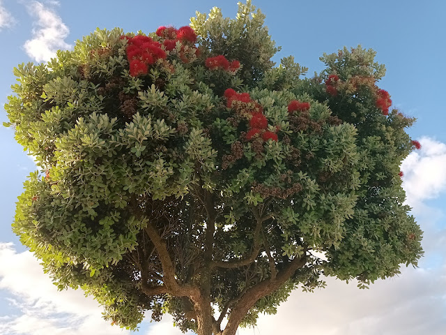 Metrosidero, árbol de hierro o pohutukawa (Metrosideros excelsa Sol. ex Gaertn.).