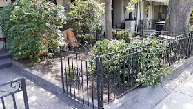 Beaconsfield Village Toronto front yard summer garden cleanup after by Paul Jung Gardening Services--a Toronto Organic Gardener
