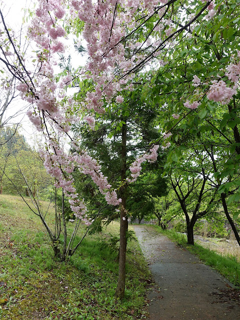 鳥取県西伯郡伯耆町小林　マウンテンストリームきしもと　オオヤマザクラ（大山桜）