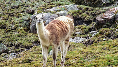 llama_rebaño_granja_montaña_paisaje_trekking_hiking_laguna_rapagna_lima_huarochiri_peru