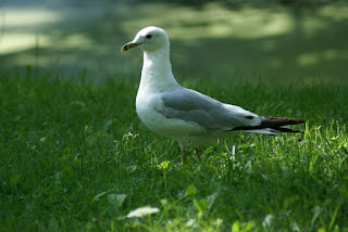 Larus delawarensis - Goéland à bec cerclé