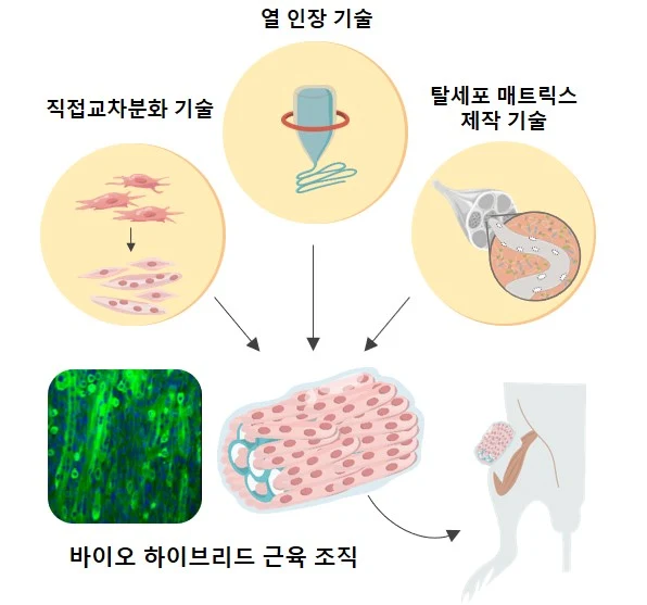 ▲ 연구진이 개발한 인공 근육 조직 개발 및 생체 적용 모식도