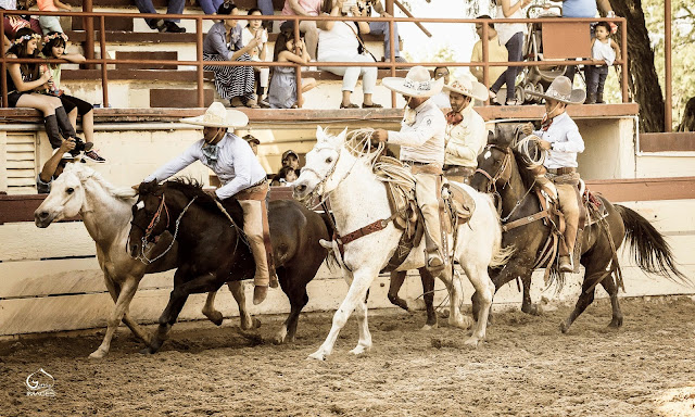 Genie Images, Jeanne Harford, equine photographers, event photographers, San Antonio photographers,horses, horse photography, Texas equine photographers