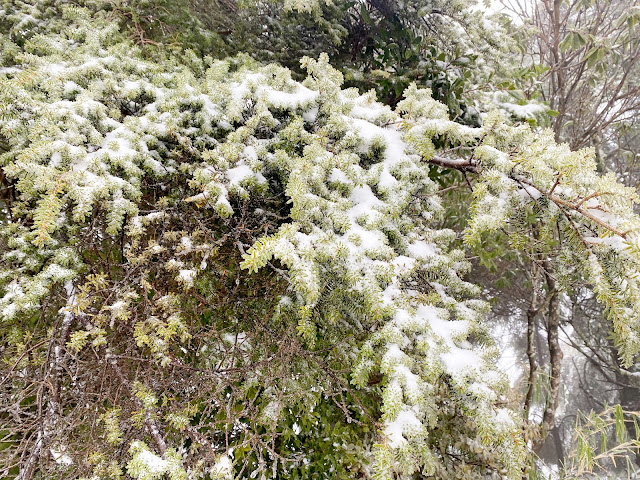 合歡山賞雪