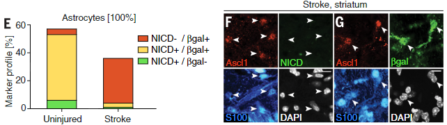  NOTCH-1 receptor 