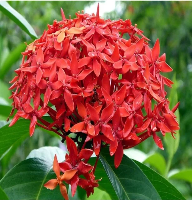 পিকচার ফুলের ছবি