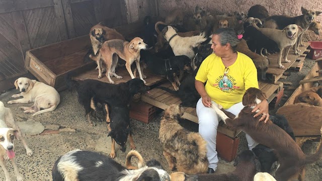 Mulher cria em casa 300 cães e mais 48 gatos achados na rua e faz apelo por doações na Bahia
