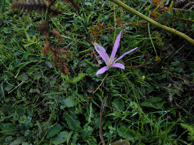 Flor Espantaburras