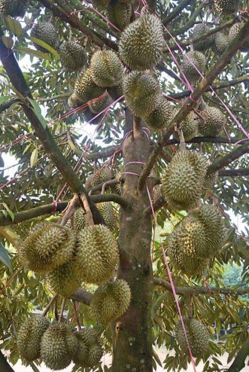 pohon duren montong terlaris Sumatra Barat