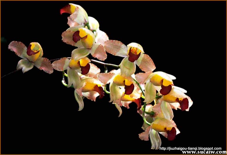 兰花 花:hua-09020112332304