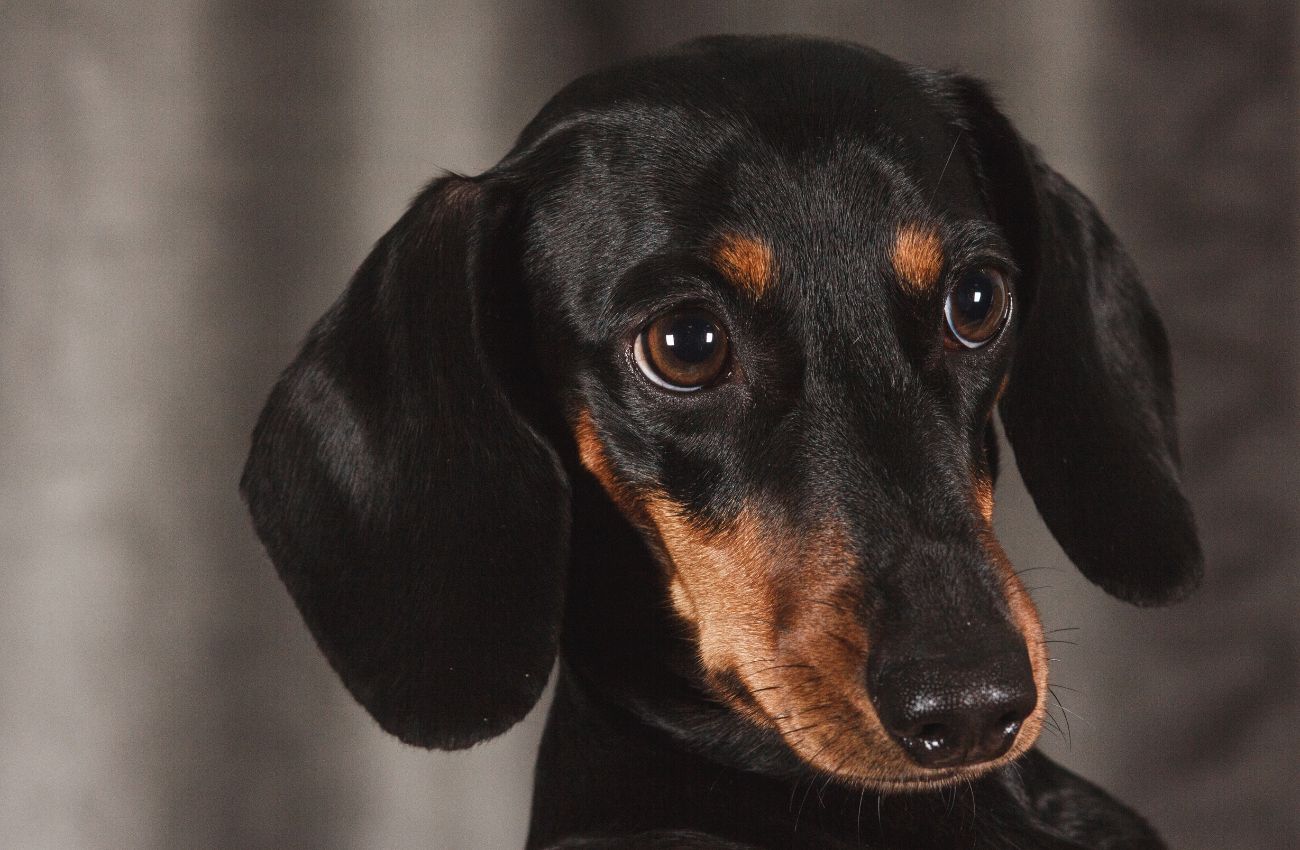 Dachshund: tudo o que você precisa saber sobre a raça!