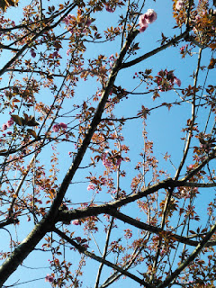 八重桜