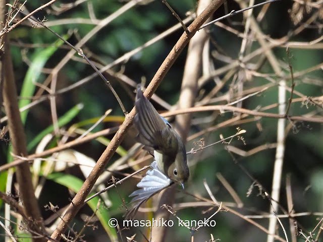 ルリビタキ♀