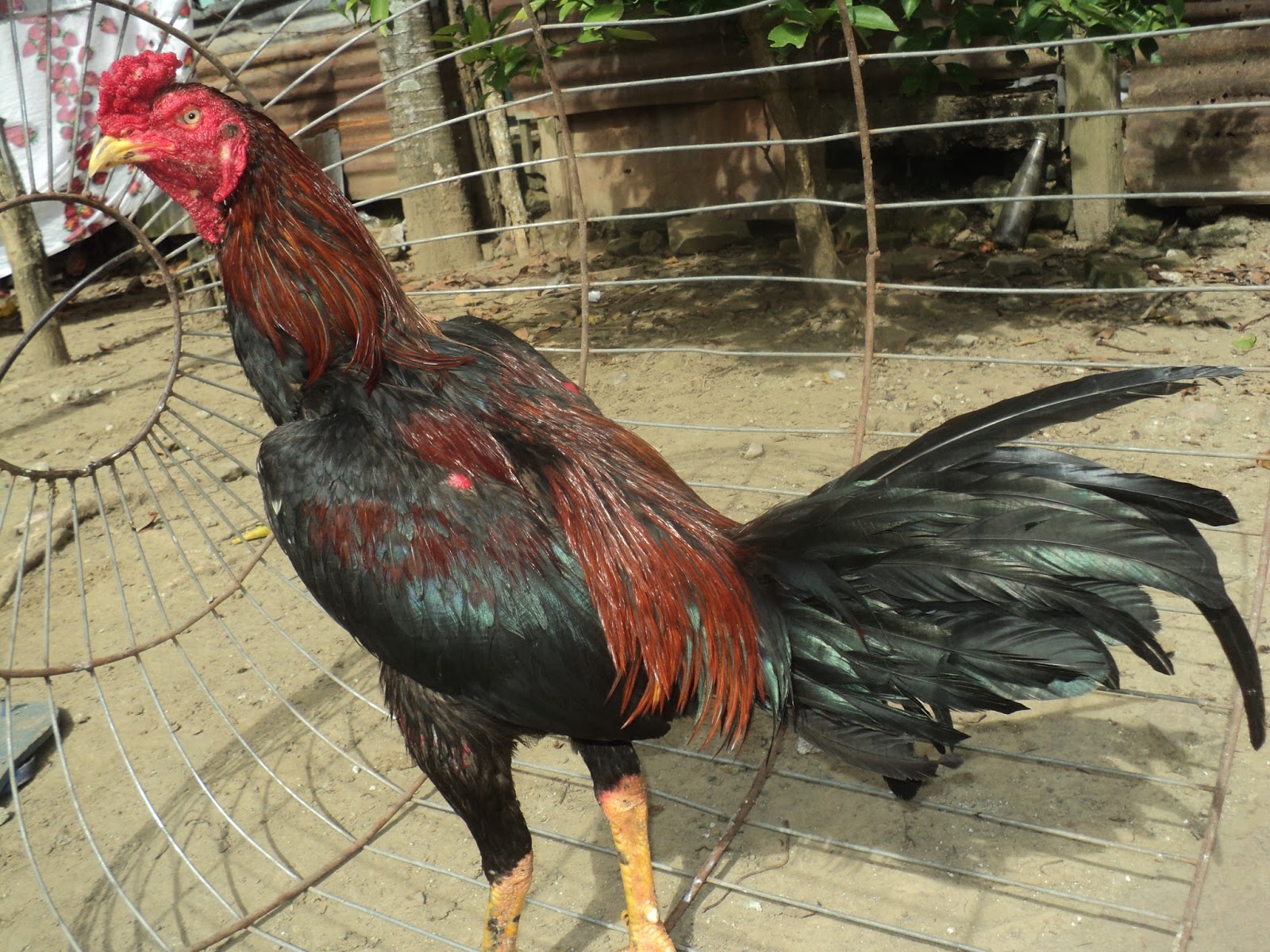 Ayam Jawara Pegassus Farm Isimu Gorontalo