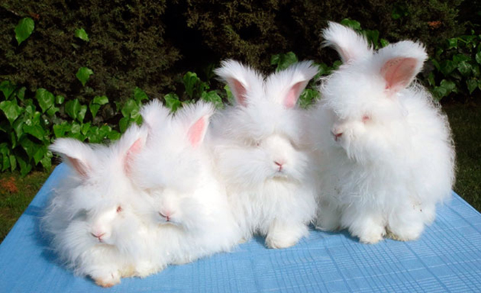 angora rabbit, angora, english angora rabbit, angora rabbits, angora bunny, french angora rabbit, english angora, giant angora rabbit, french angora, satin angoras, long haired bunny, long haired rabbits, world's fluffiest bunny, french angora rabbits for sale, angora bunnies, satin angora rabbit, baby angora rabbit, angoras, dwarf angora rabbit, angora rabbit breeds, wally angora rabbit, angora rabbit price, shaved angora rabbit, angola rabbit, angorra, long hair rabbit