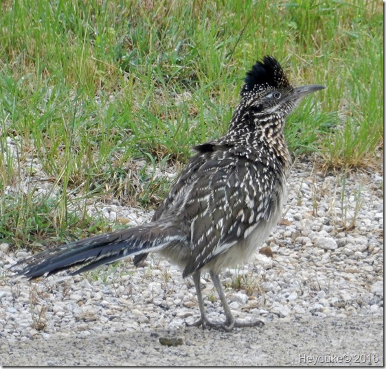 Mineral Wells State Park 031