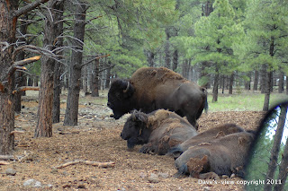 American Bison, Bearizona