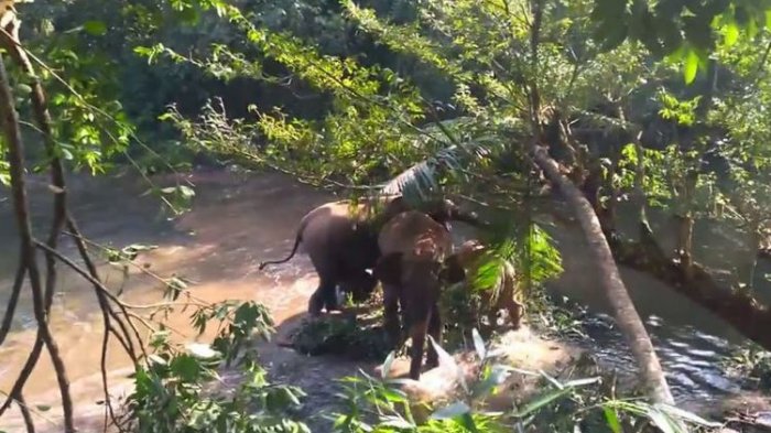 Viral, Begini Cara Induk Gajah Berterima Kasih Pada Warga Yang Telah Selamatkan Anaknya