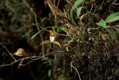 Cymbidium tigrinum - Tiger Striped Cymbidium care and culture