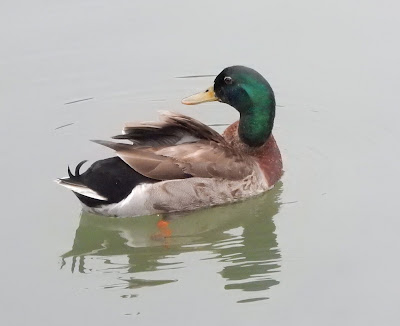 綠頭鴨雄鳥