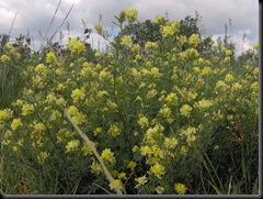 800px-YellowPrairieFlower