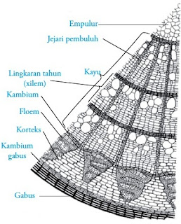 Jaringan gabus