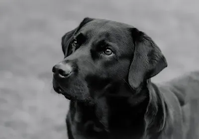 Pet insurance for dogs,
