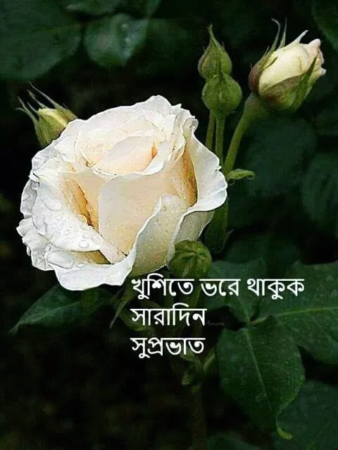 শুভ সকাল ছবি ও পিকচার ডাউনলোড | Good Morning Picture Download শুভ সকাল ছবি ও পিকচার ডাউনলোড | Good Morning Picture Download