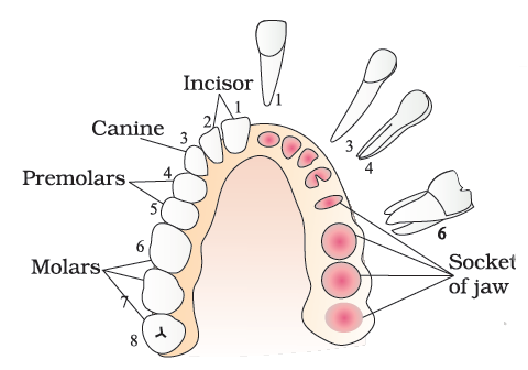 # 53 Human teeth and dental decay | Biology Notes for ...