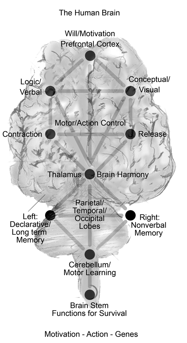 funciones del cerebro humano. del cerebro humano,