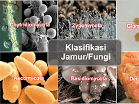 Klasifikasi Jamur atau Fungi