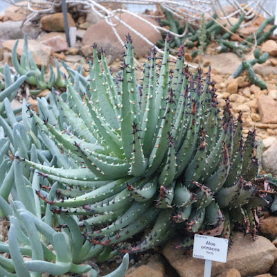 'อโล อิรินาเซีย Aloe erinacea