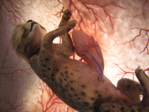   10 Incredible Photos Of Animals In The Womb  