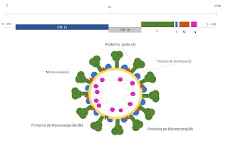 Imagen que detalla las principales estructuras y partes del genoma del SARS-Cov-2