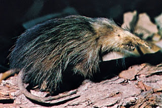 solenodonte cubano Solenodon cubanus mamiferos de Cuba en peligro de extincion