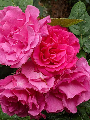 pink climbing rose Zephirin Drouhin
